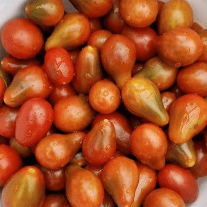Tomate Cerise 'Chocolate Pear' bio