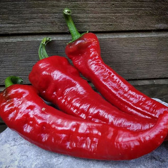 Organic 'Marona Choricero' Hot Pepper Seeds by Gaia, product image prepared for Canadian gardeners.