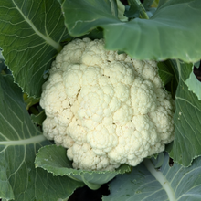 Cauliflower