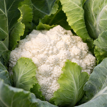 'Romanesco Whitaker' Cauliflower