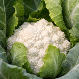 'Romanesco Whitaker' cauliflower