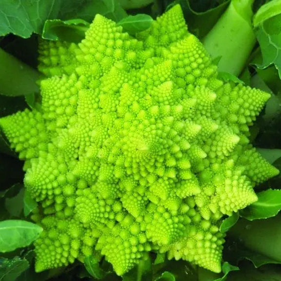 Photo de Chou-fleur 'Romanesco Veronica Y. R. F1'. Chou-fleur 'Romanesco Veronica Y. R. Le chou-fleur 'Veronica Y. R. La couleur caractéristique est : vert. Le visuel permet d'observer les contours, les teintes et la disposition des éléments présentés. Les détails de forme et les contrastes donnent un aperçu de l'apparence de cette plante ou de sa récolte.