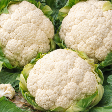 Organic Early 'Snowball' Cauliflower