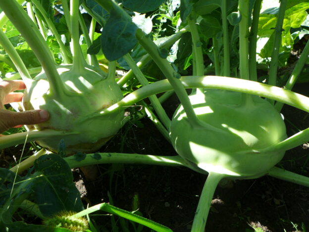 Chou-rave ‘Superschmelz’ (<em>Brassica oleracea var. gongylodes</em>)