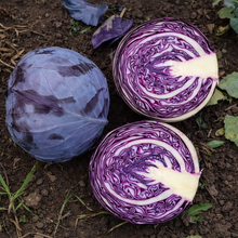 Red summer cabbage 'Alfaro'