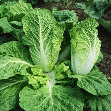 Organic 'Bilko' Chinese cabbage