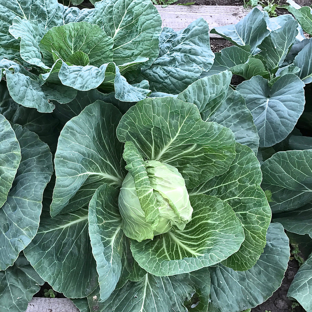 Chou 'Early Jersey Wakefield'