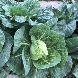 'Early Jersey Wakefield' cabbage