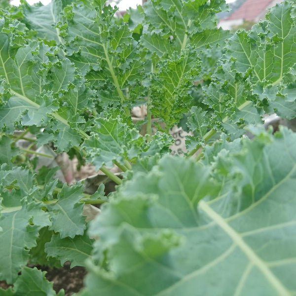 Siberian Kale (Brassica oleracea)