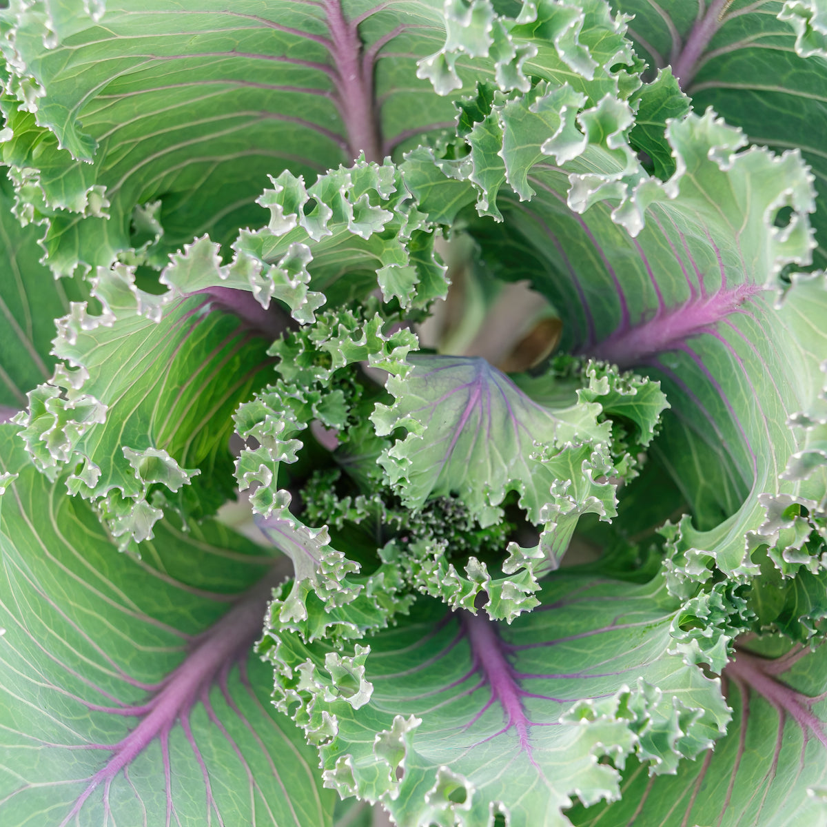 Visuel principal associé à Chou frisé 'Red Russian', semences offertes par Cutleaf Seed. Cette image accompagne la fiche pour relier clairement le produit à son emballage ou à la culture présentée. Elle complète les renseignements de semis, de culture et de récolte, sans remplacer les indications propres au lot ni les conseils détaillés figurant sur le sachet.