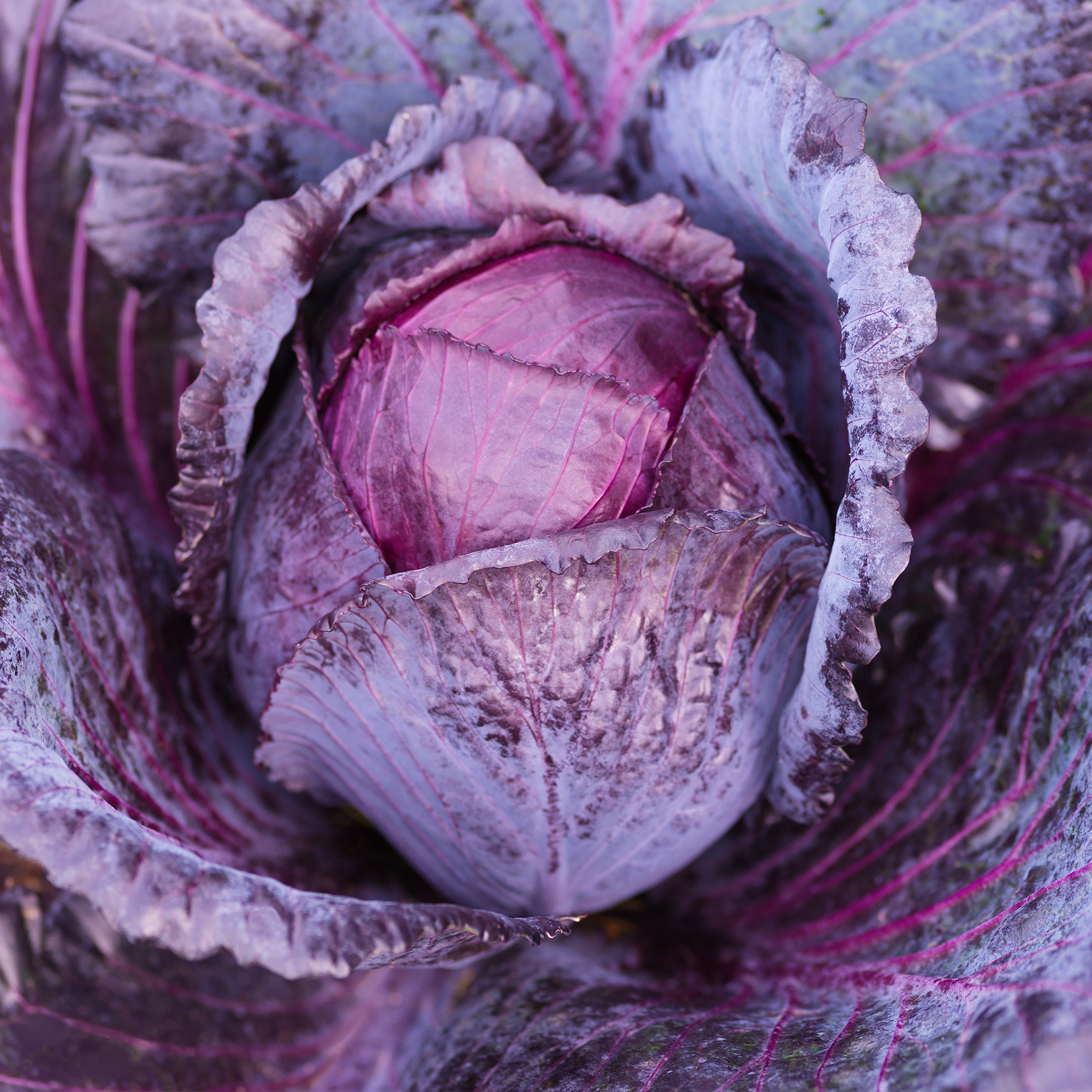 Red Cabbage