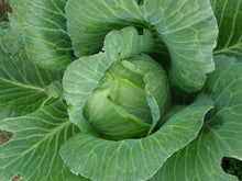 'Copenhagen Market' cabbage