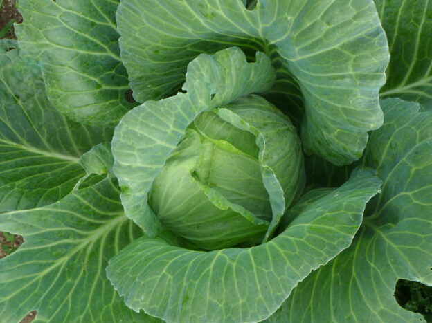 'Copenhagen Market' cabbage