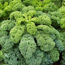 Kale  'Dwarf Curly'