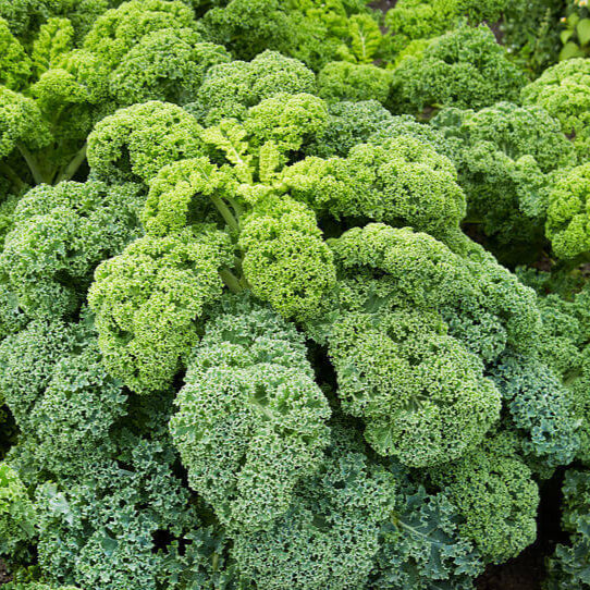 Kale  'Dwarf Curly'