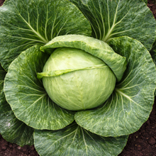 Organic 'Golden Acre' Cabbage