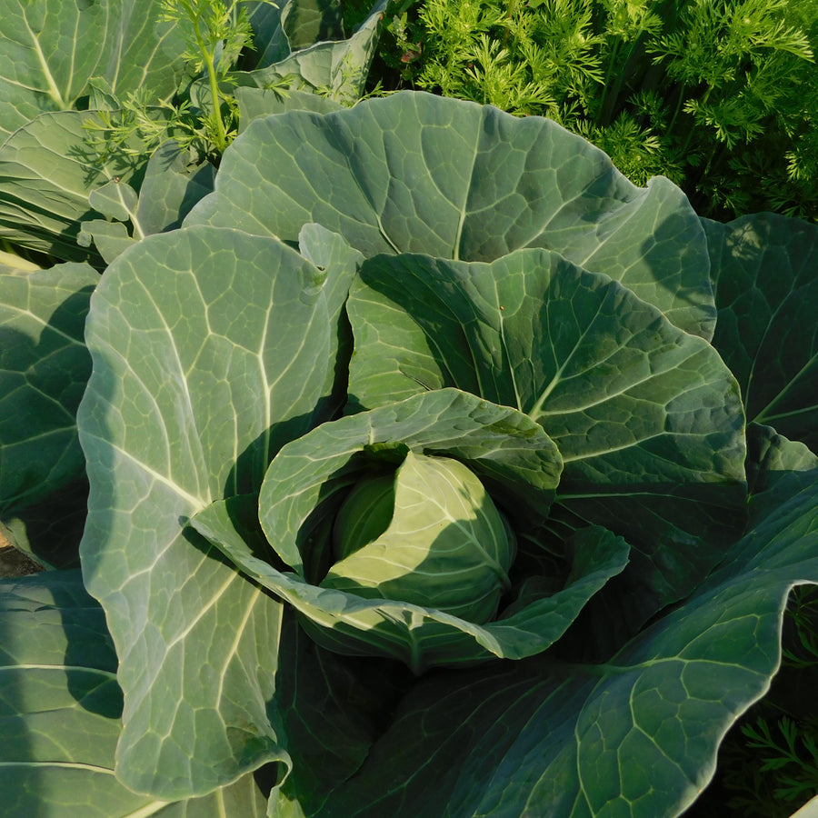 Chou 'Golden Acre' bio