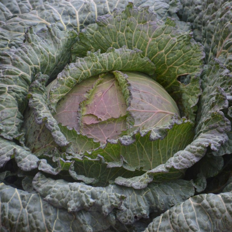 Chou pommé Milan de Pontoise. Pomme de chou cloquée, verte et teintée de violet. Le cadrage permet de voir les formes, les couleurs et les détails du sujet représenté. Les contours se détachent du fond de l’image, avec des différences de teinte et de texture visibles sur les surfaces. Cette vue accompagne la présentation du produit dans la boutique.