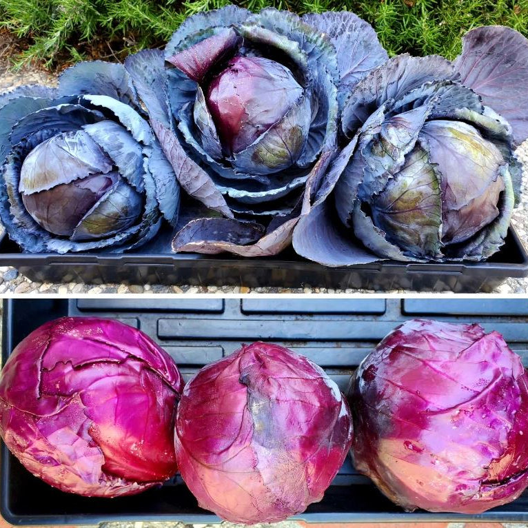 Chou 'Red Acre' bio