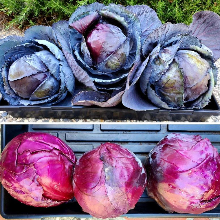 Organic 'Red Acre' Cabbage