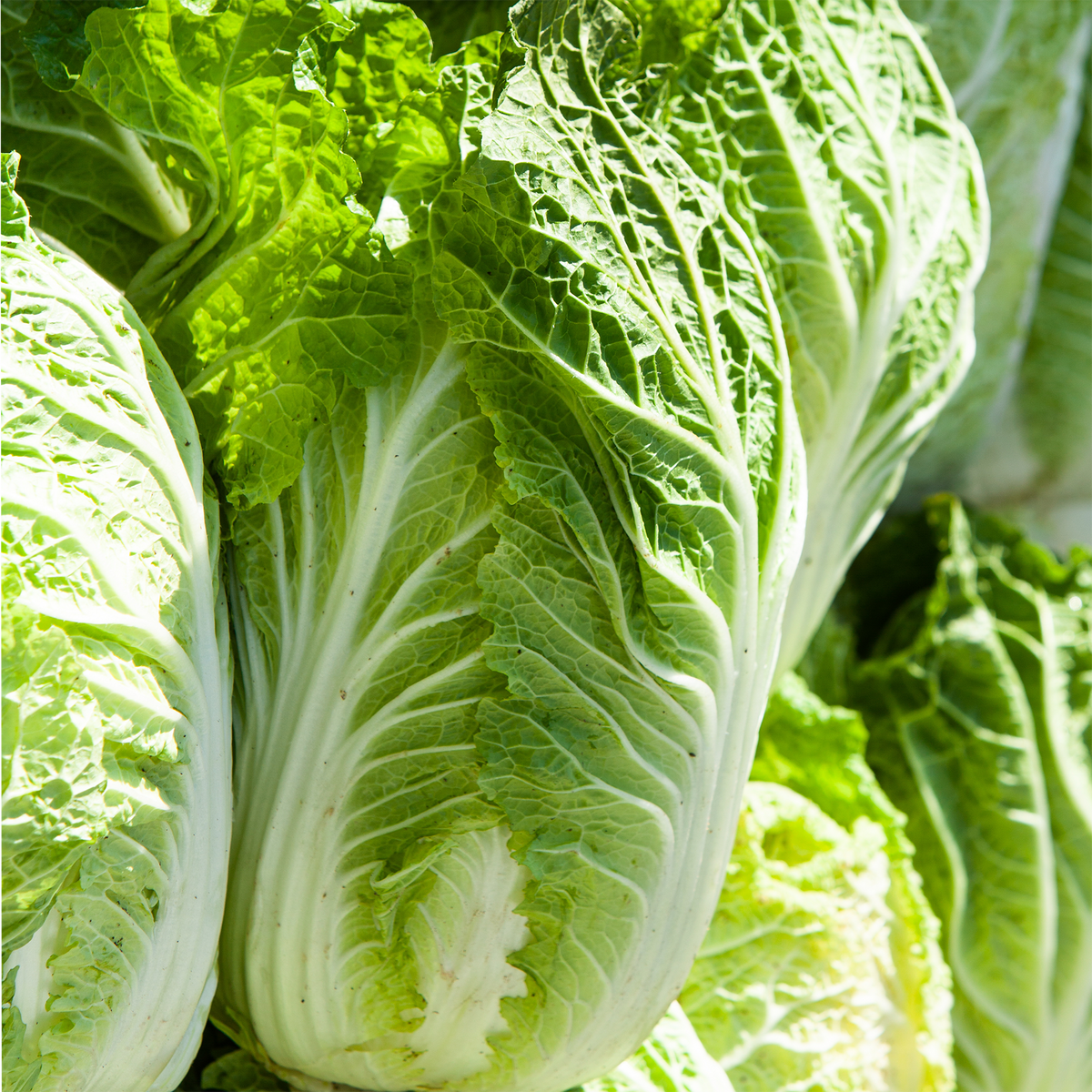 Chinese Cabbage