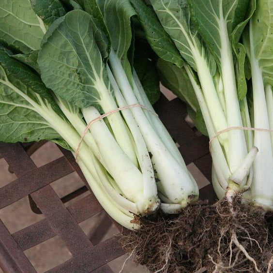 Organic Chinese cabbage 'Pak-Choï Prize'