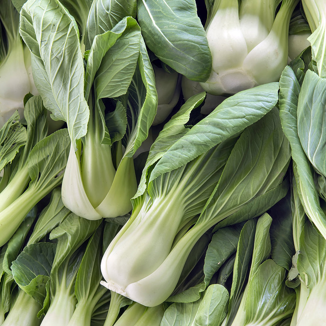 Chou chinois Pak-Choï Shanghai. Petits pak-choïs à côtes vert pâle réunis en botte. Le cadrage permet de voir les formes, les couleurs et les détails du sujet représenté. Les contours se détachent du fond de l’image, avec des différences de teinte et de texture visibles sur les surfaces. Cette vue accompagne la présentation du produit dans la boutique.
