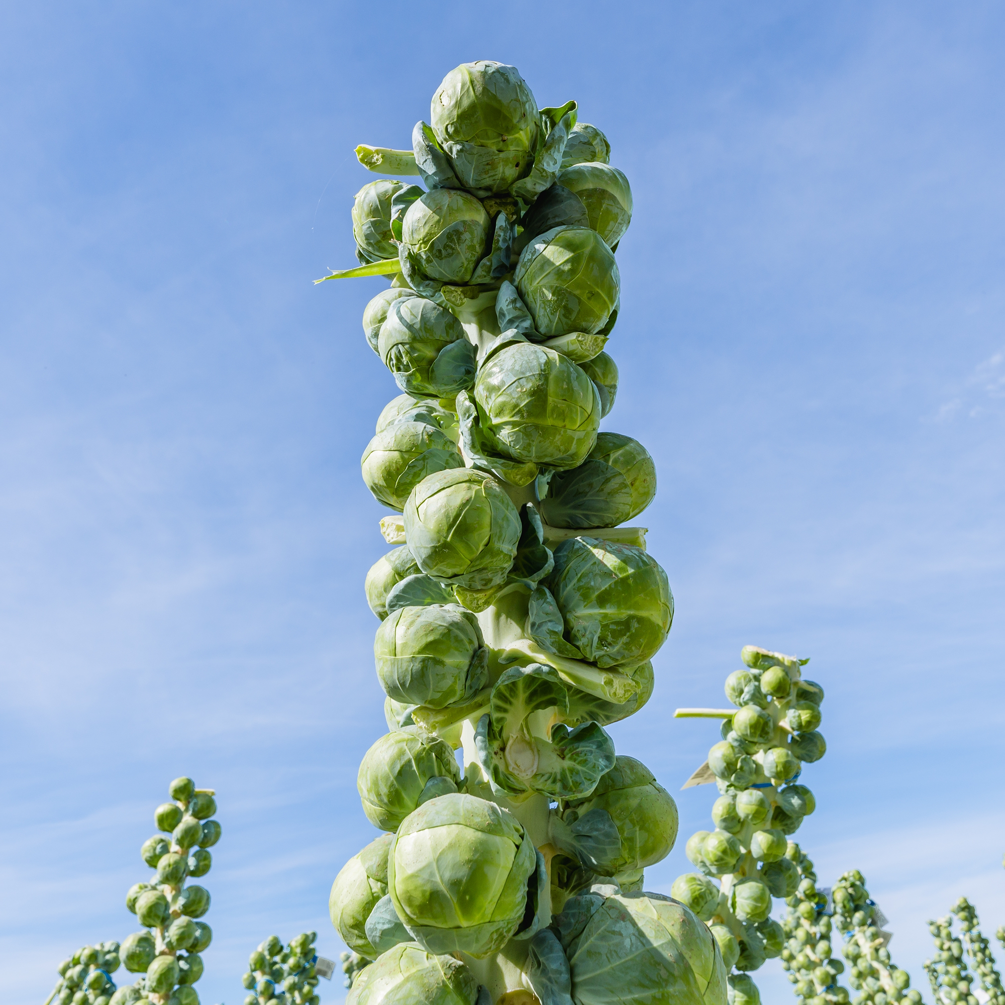 Brussels sprouts
