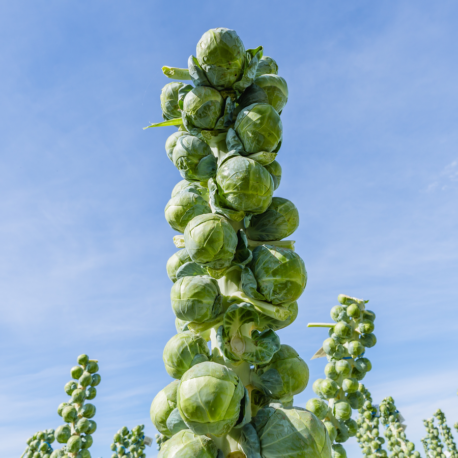 Brussels sprouts