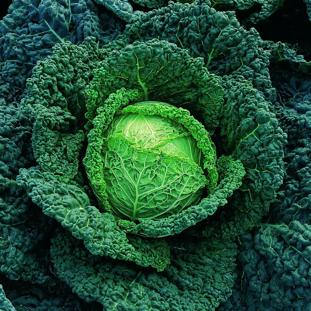 Cabbage Melissa Y.R. F1