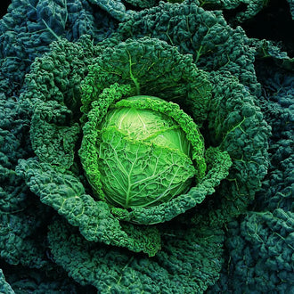 Photo de Chou 'Melissa Y. R.' F1. La couleur caractéristique est : vert. Le visuel permet d'observer les contours, les teintes et la disposition des éléments présentés. Les détails de forme et les contrastes donnent un aperçu de l'apparence de cette plante ou de sa récolte. Cette photographie accompagne la variété nommée afin de l'identifier dans la sélection de semences.