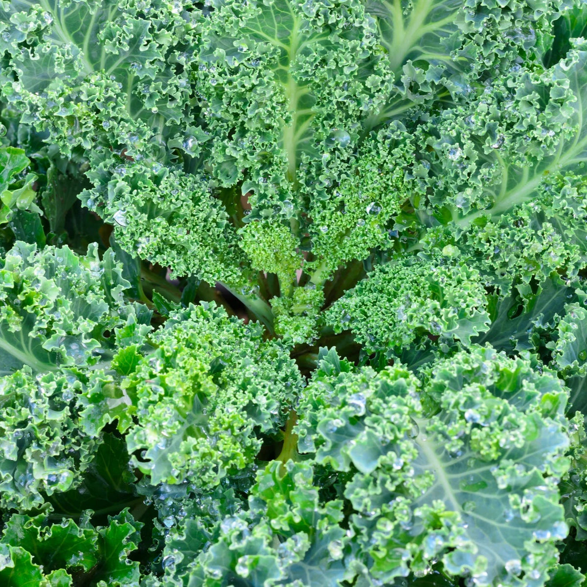 Visuel principal associé à Chou frisé 'Westlander', semences offertes par Cutleaf Seed. Cette image accompagne la fiche pour relier clairement le produit à son emballage ou à la culture présentée. Elle complète les renseignements de semis, de culture et de récolte, sans remplacer les indications propres au lot ni les conseils détaillés figurant sur le sachet.