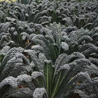 Kale Black Magic