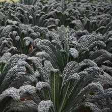 Kale Black Magic