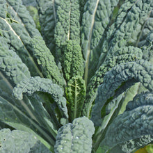 Organic 'Lacinato' Kale
