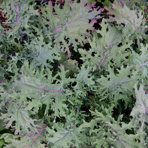 Chou frisé Red Ursa. Feuilles de kale découpées, avec des nervures pourprées. Le cadrage permet de voir les formes, les couleurs et les détails du sujet représenté. Les contours se détachent du fond de l’image, avec des différences de teinte et de texture visibles sur les surfaces. Cette vue accompagne la présentation du produit dans la boutique.