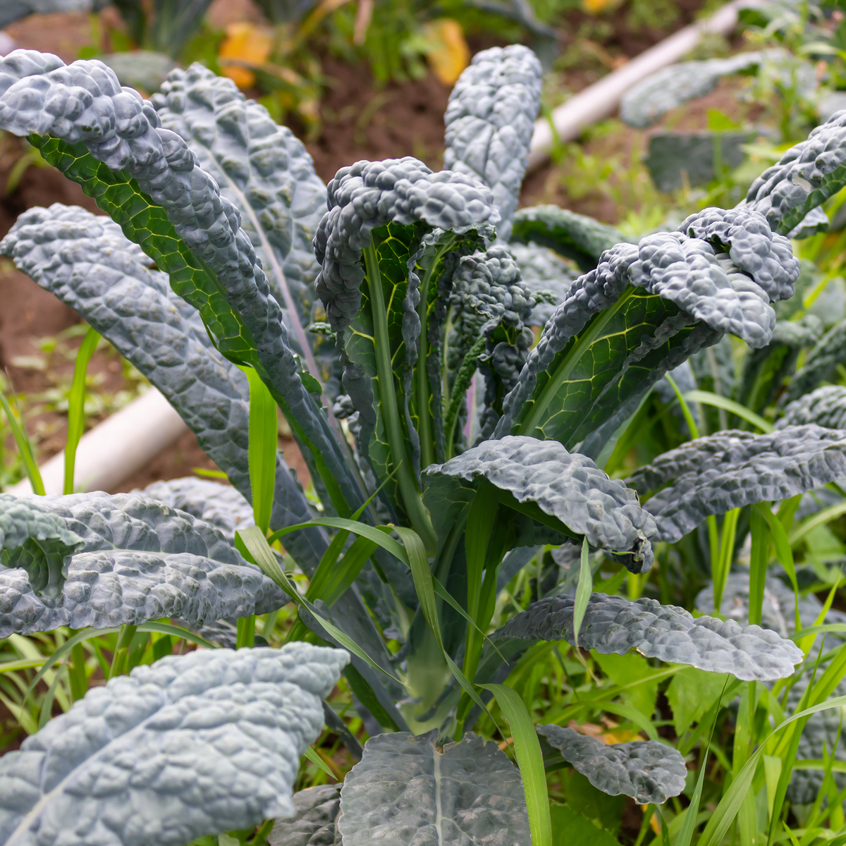 Dinosaur kale (lacinato)