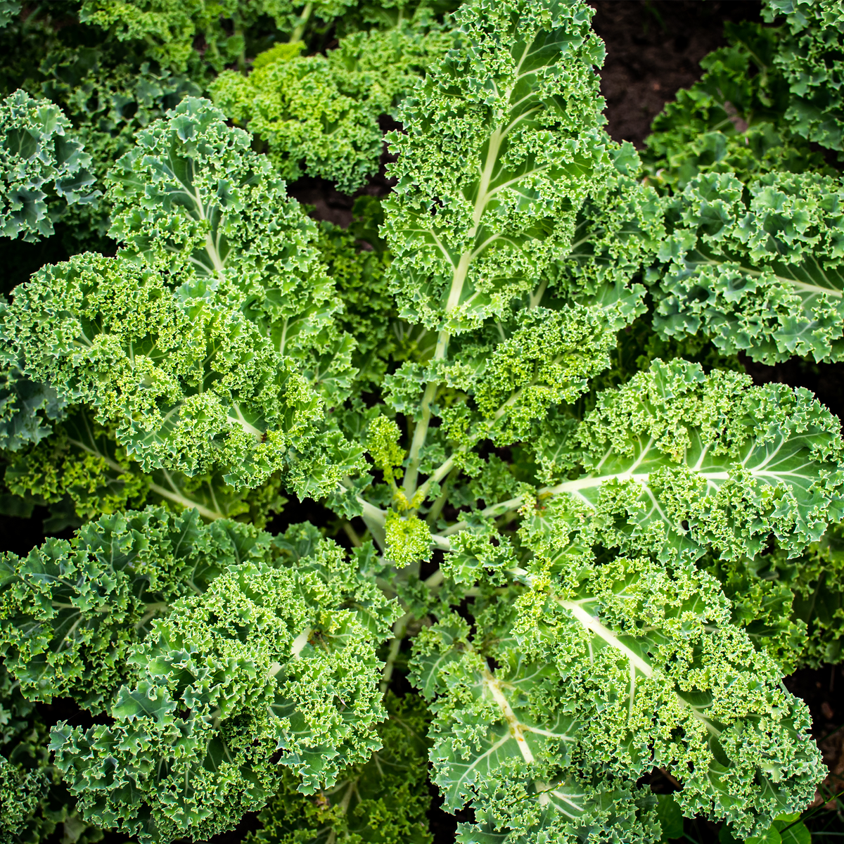 Starbor Kale