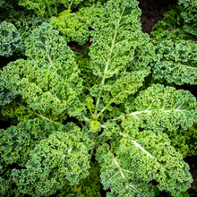 Starbor Kale