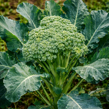 ‘Broccolo friulano’ collard greens (<em>Brassica oleracea var. acephala</em>)