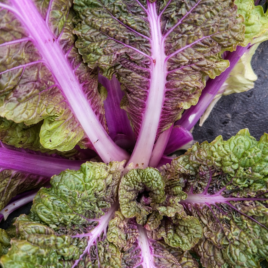 Organic Chinese cabbage 'Path to Bekana'