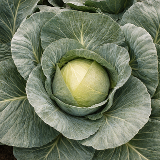 Photo de Chou d'été vert 'Bronco Y.R.' F1 bio. La couleur caractéristique est : vert. Le visuel permet d'observer les contours, les teintes et la disposition des éléments présentés. Les détails de forme et les contrastes donnent un aperçu de l'apparence de cette plante ou de sa récolte. Cette photographie accompagne la variété nommée afin de l'identifier dans la sélection de semences.