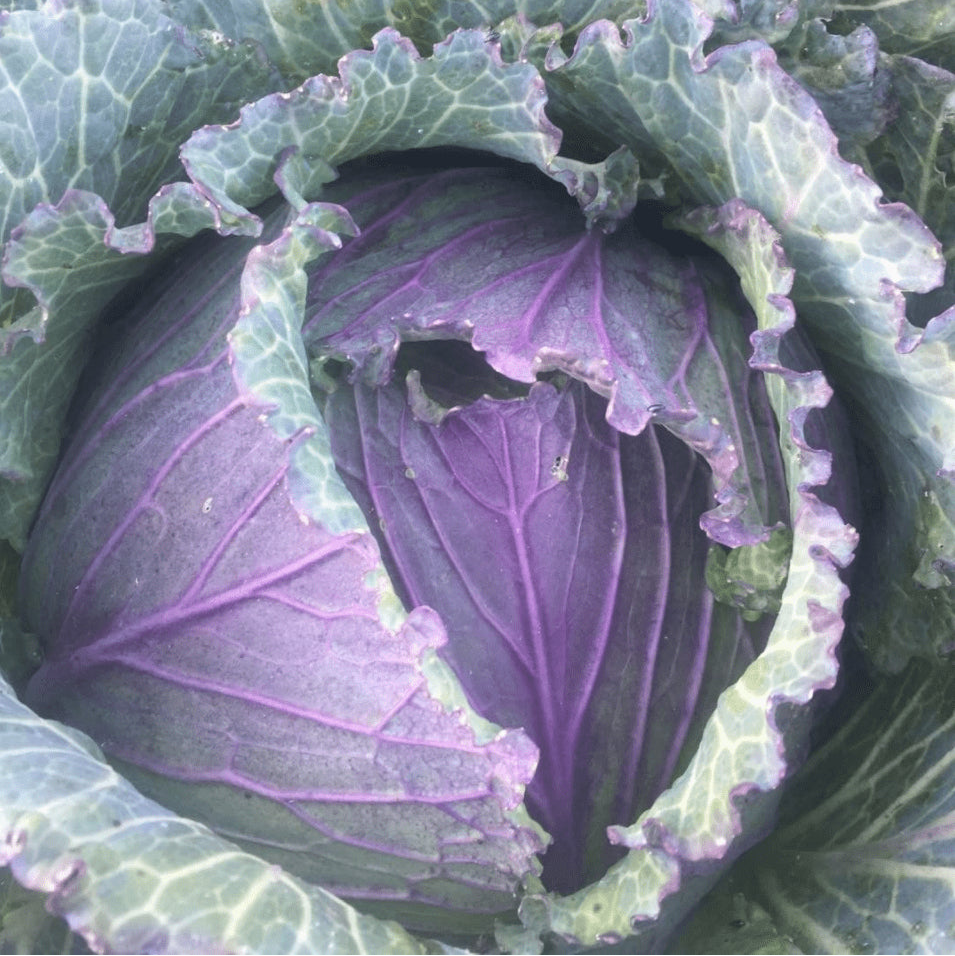 Organic Savoy cabbage 'Deadon Savoy'