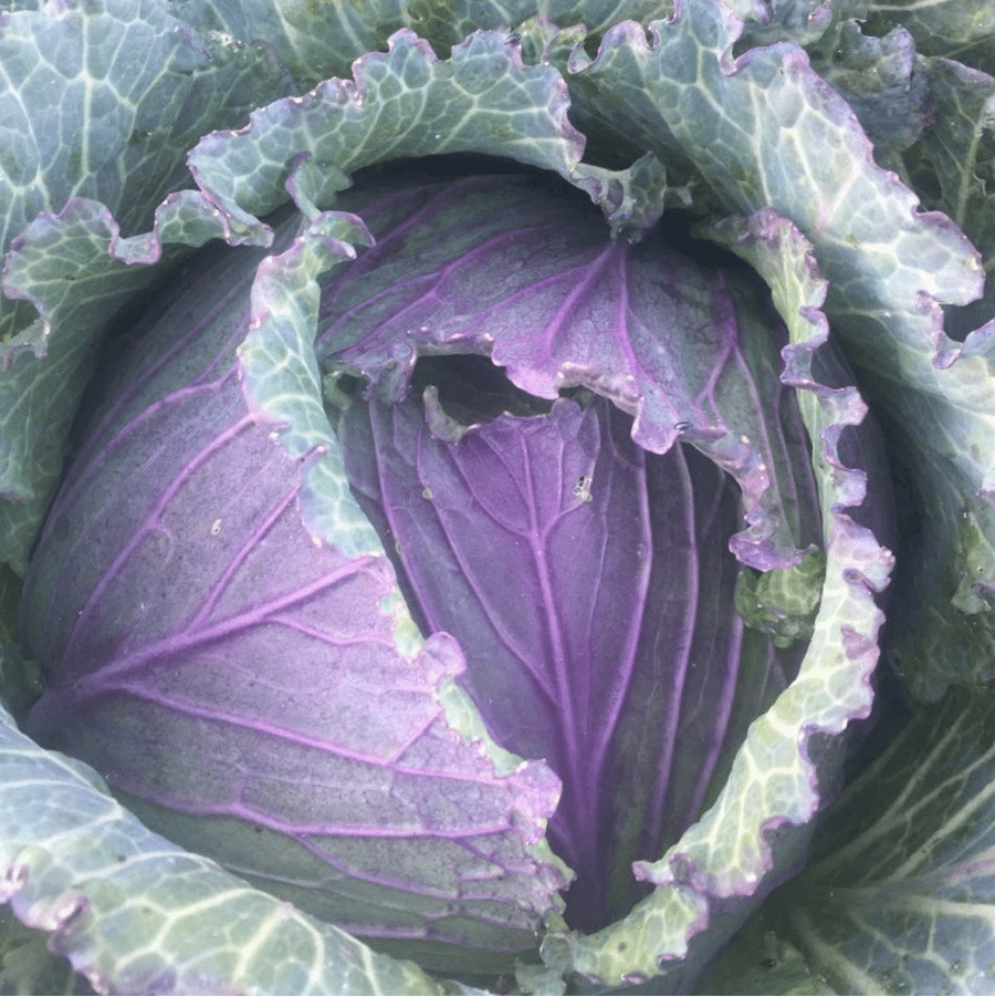 Chou de Savoie 'Deadon Savoy' bio
