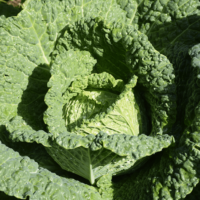 Organic Savoy cabbage 'Savoy Perfection'