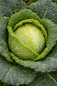 Savoy Winter Cabbage 'Di Piacenza'