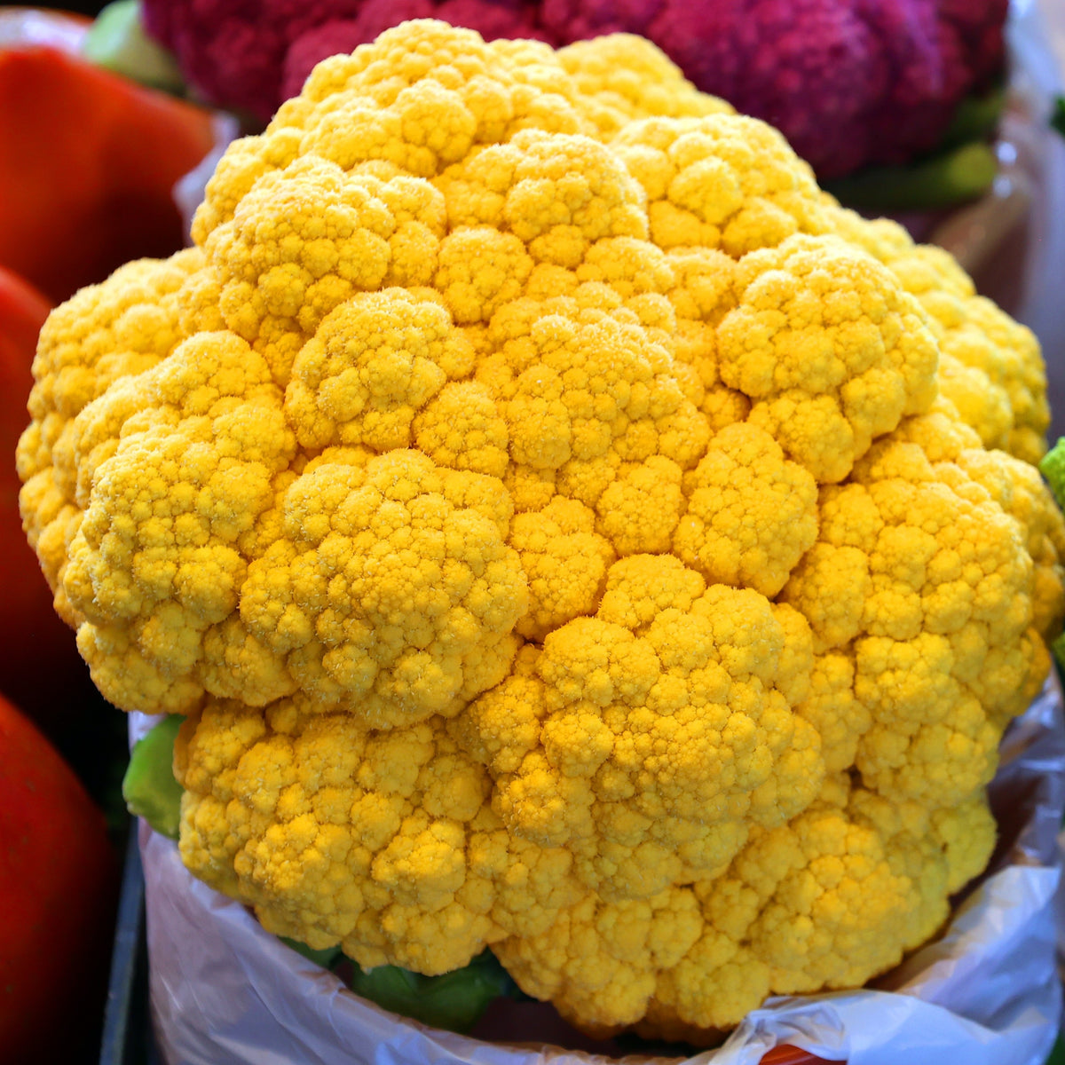 Photo de Chou-fleur 'Cheddar Orange F1'. Chou-fleur 'Cheddar Orange F1' (Brassica oleracea). La couleur caractéristique est : orange. Le visuel permet d'observer les contours, les teintes et la disposition des éléments présentés. Les détails de forme et les contrastes donnent un aperçu de l'apparence de cette plante ou de sa récolte.