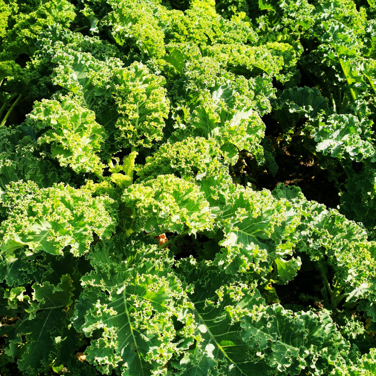 German Kale