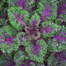 Red Russian Kale
