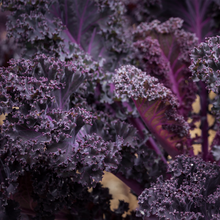Pépinière.ca | Chou frisé Scarletbor frisé rouge décoratif